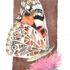 6Butterfly- painted lady.jpg
