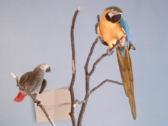 Parrots